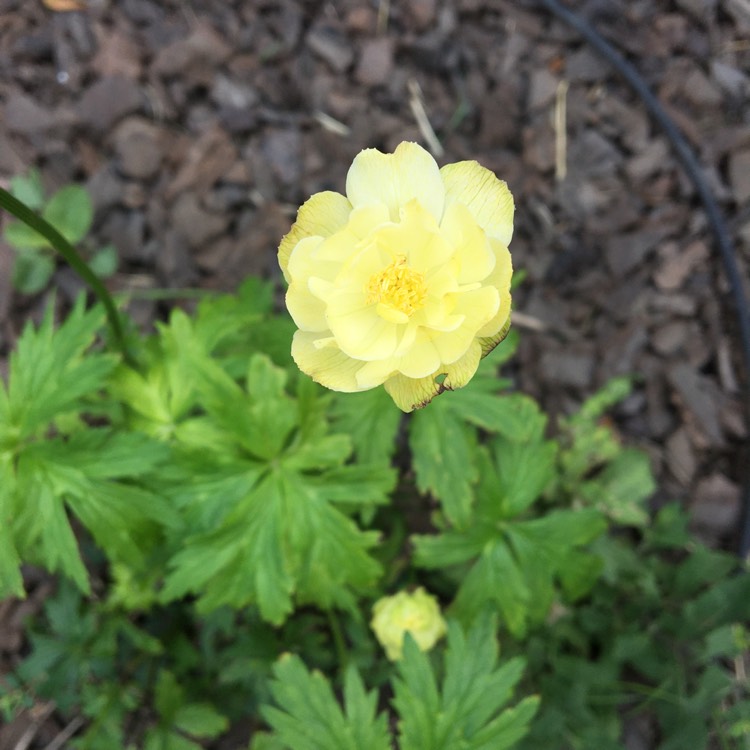 plant image 1348370