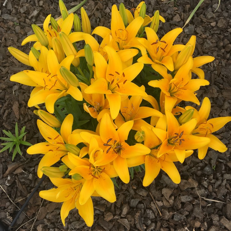 Plant image Lilium 'Tiny Bee'