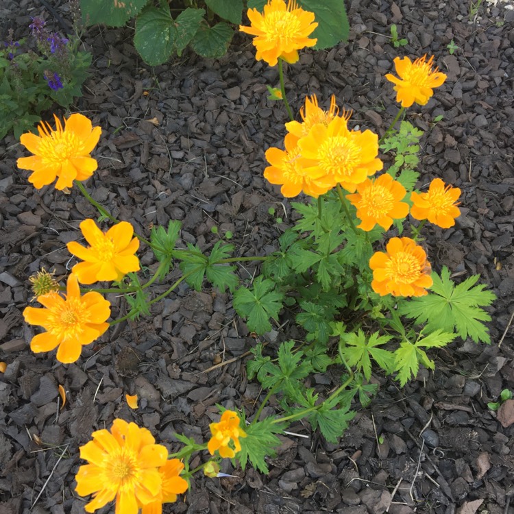 plant image 1357361 plant image 1357361