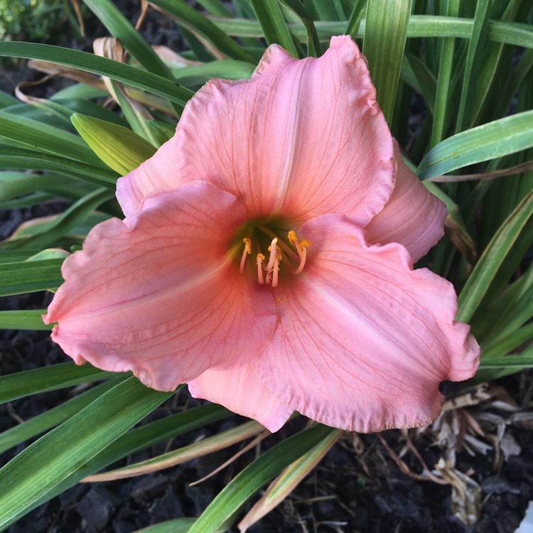 plant image 1357362