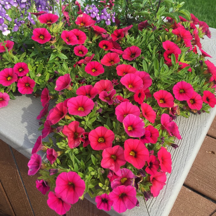 Plant image Calibrachoa 'Kabloom Deep Pink' F1