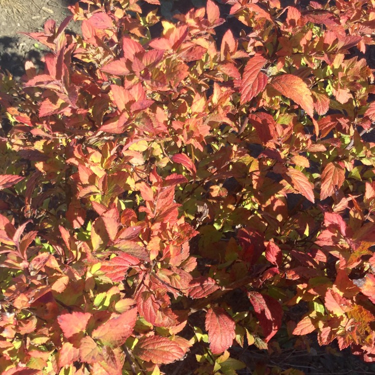 Plant image Spiraea japonica 'Magic Carpet'