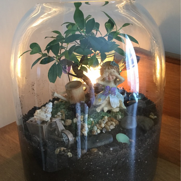 Plant image Ficus microcarpa 'Golden Gate'