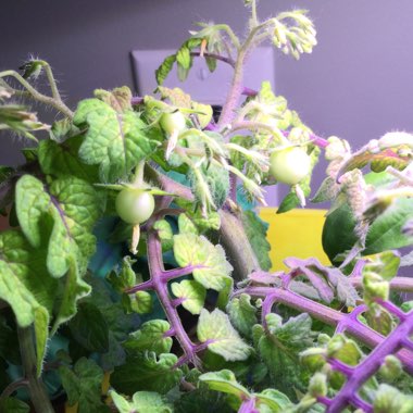 Solanum lycopersicum  syn. Lycopersicon lycopersicum