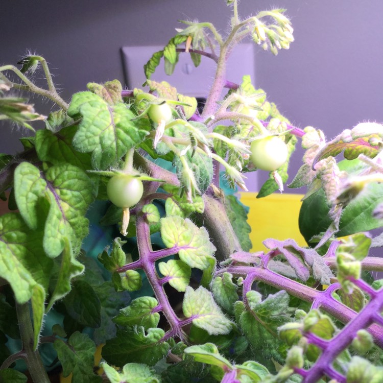 plant image 350461