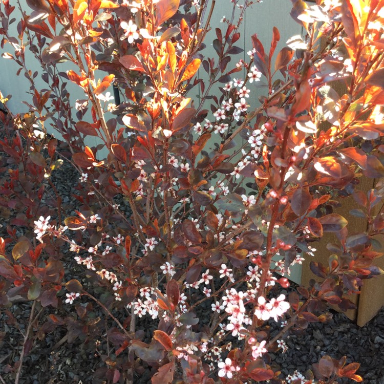 Plant image Prunus x cistena