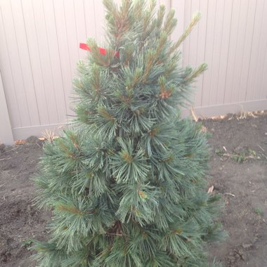 Pinus flexilis Cesarini Blue