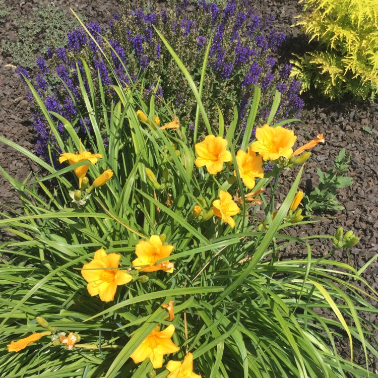 plant image 481988