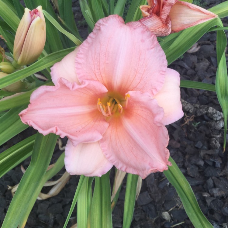 plant image 483247