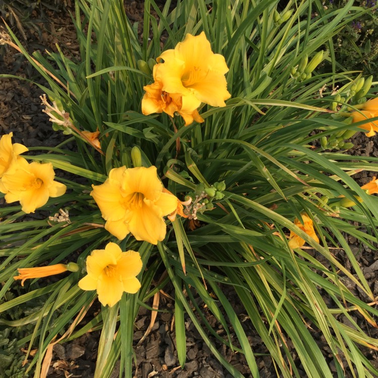 plant image 542605