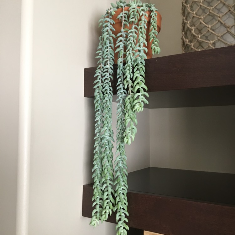 plant image 674837
