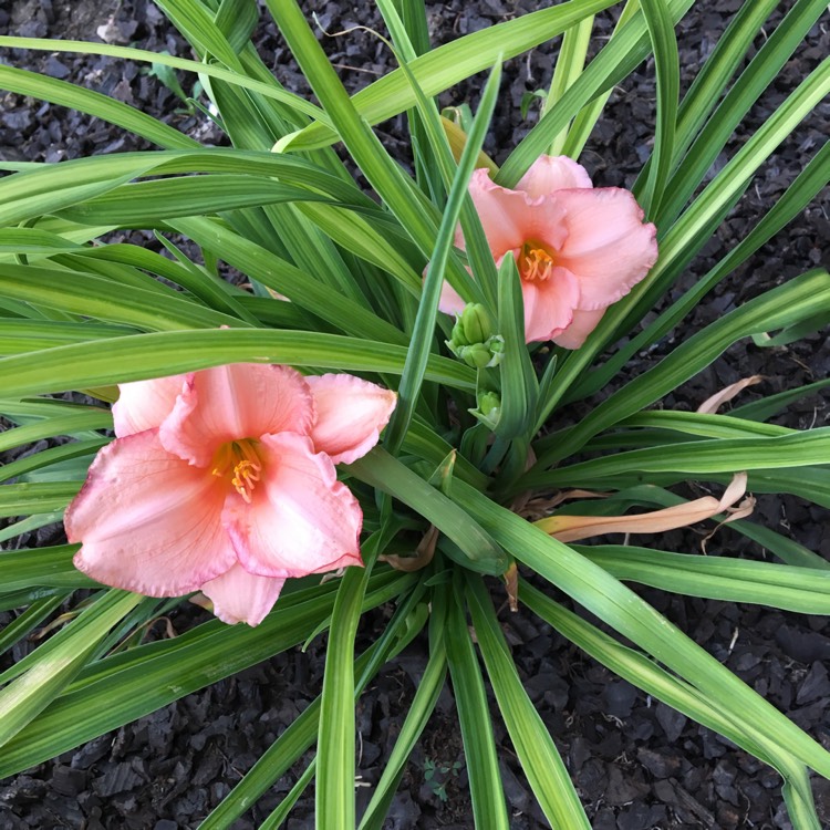 plant image 765808