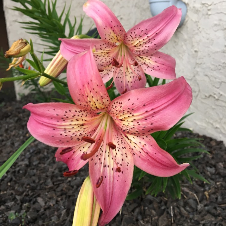 Plant image Lilium 'Pink Flavour'