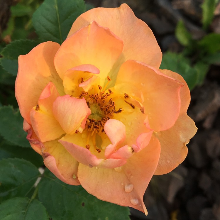 plant image 820440