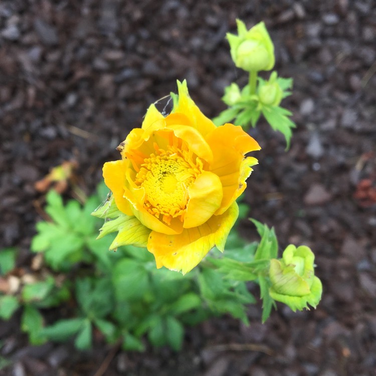 plant image 820442 plant image 820442