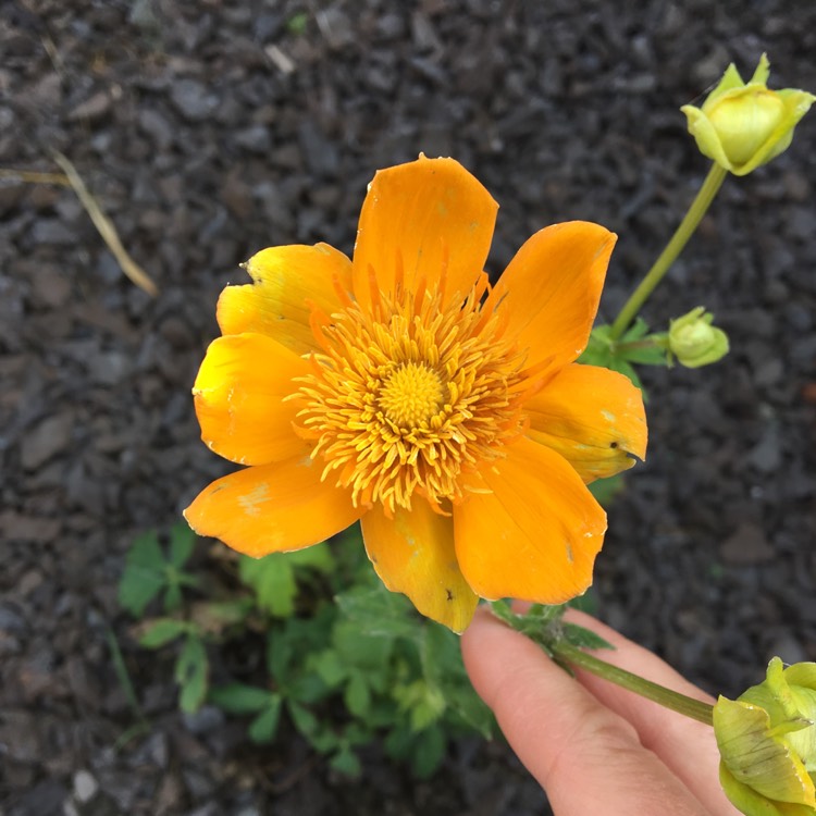 plant image 825498 plant image 825498