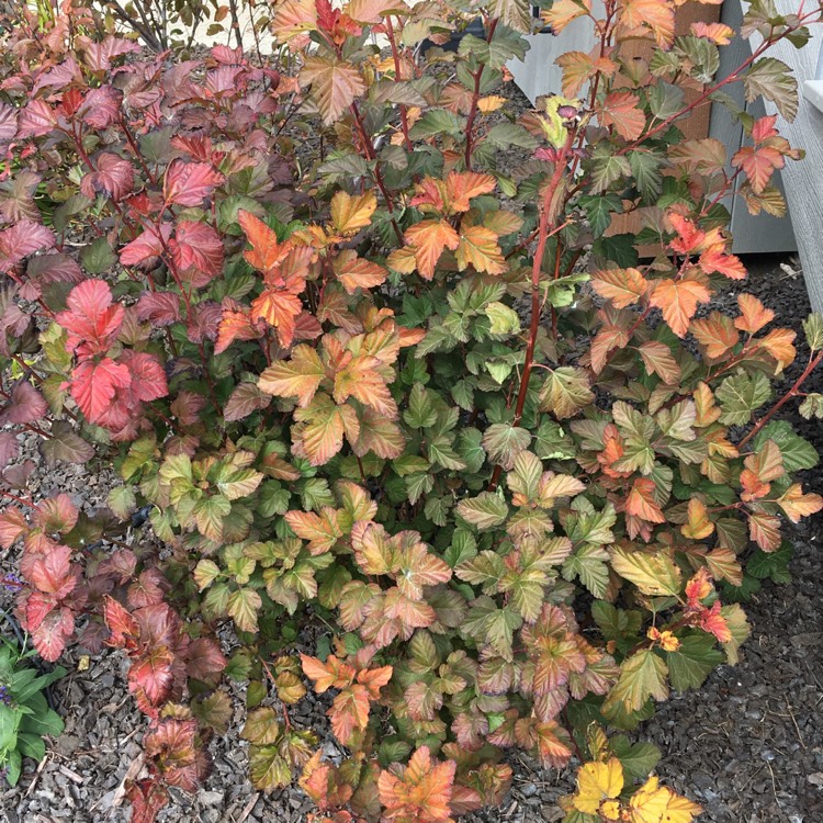 plant image 859650