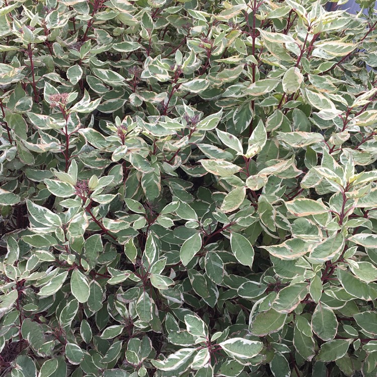 plant image 859664 plant image 859664