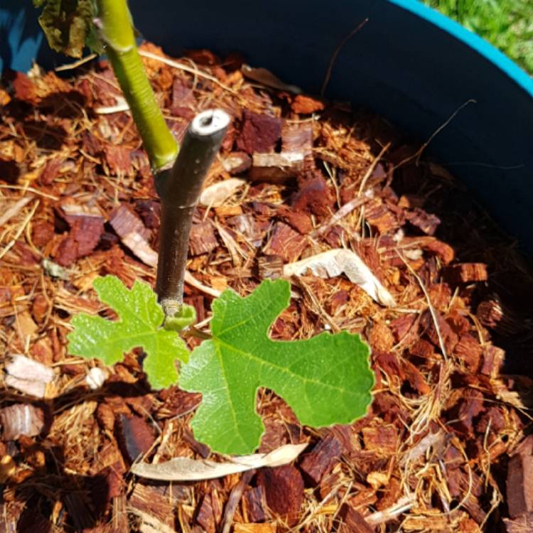 Plant image Ficus carica 'Chicago Hardy' syn. Ficus carica 'Chicago', Ficus carica 'Hardy Chicago'