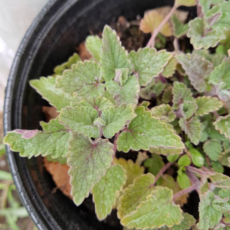 plant image 672524 plant image 672524