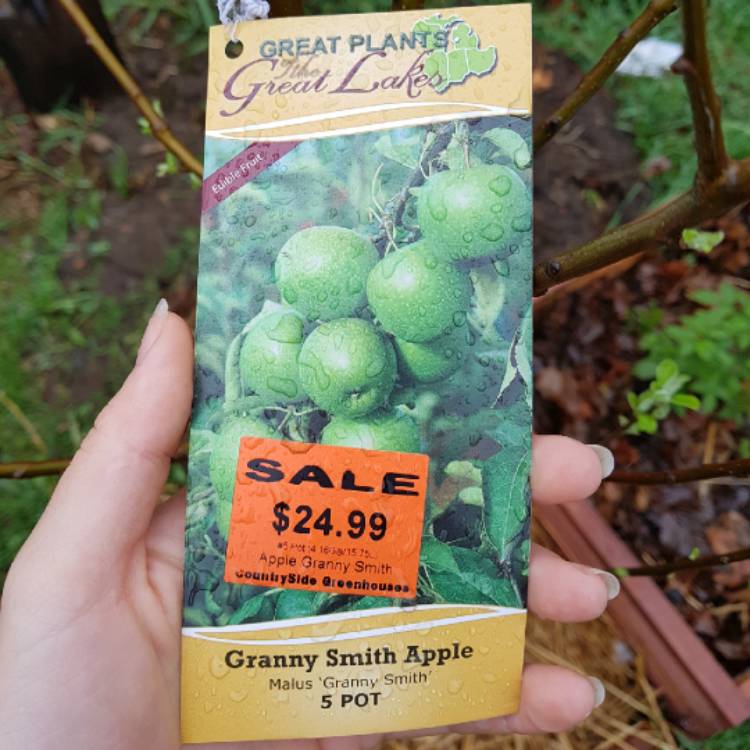 Plant image Malus domestica 'Granny Smith'