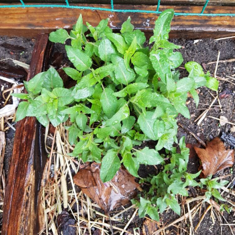 plant image 682476