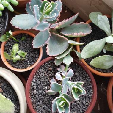 Kalanchoe fedtschenkoi 'Variegata'