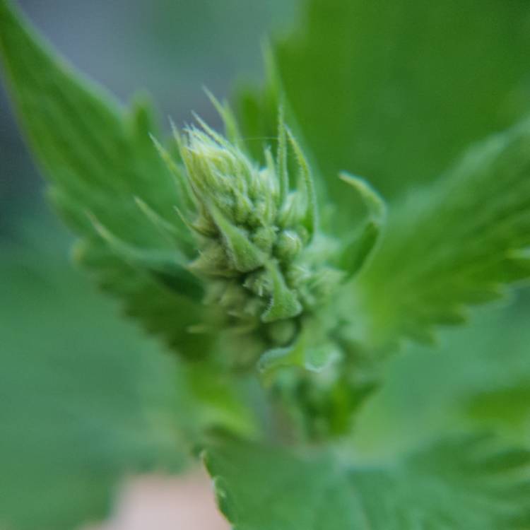 plant image 765676 plant image 765676
