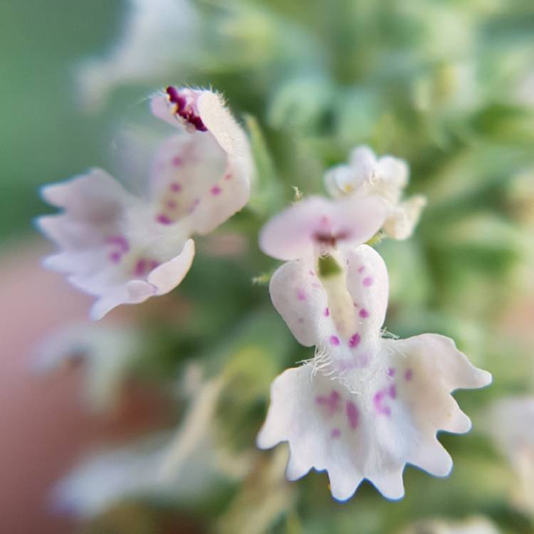 plant image 777215 plant image 777215