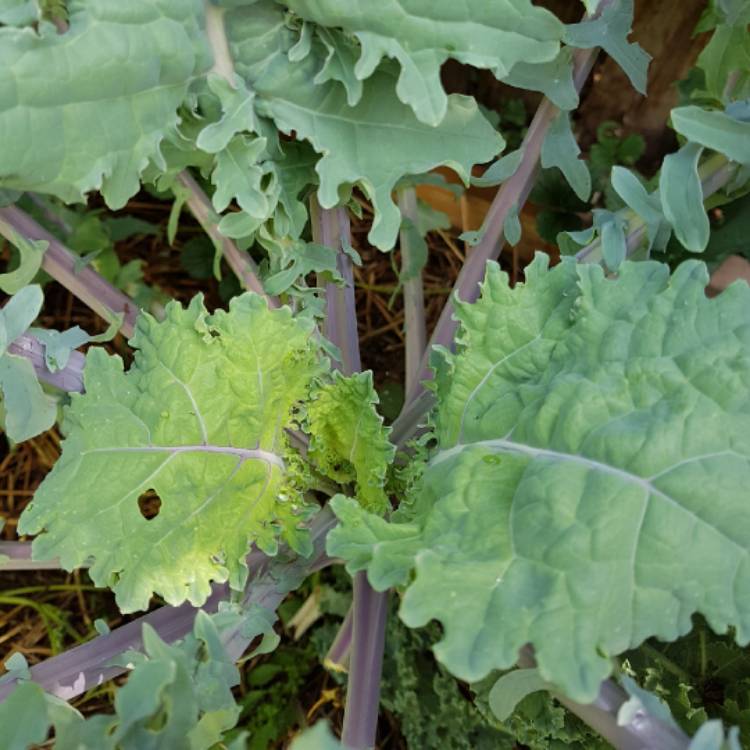 plant image 804867