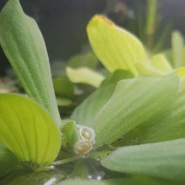 Pistia Stratiotes
