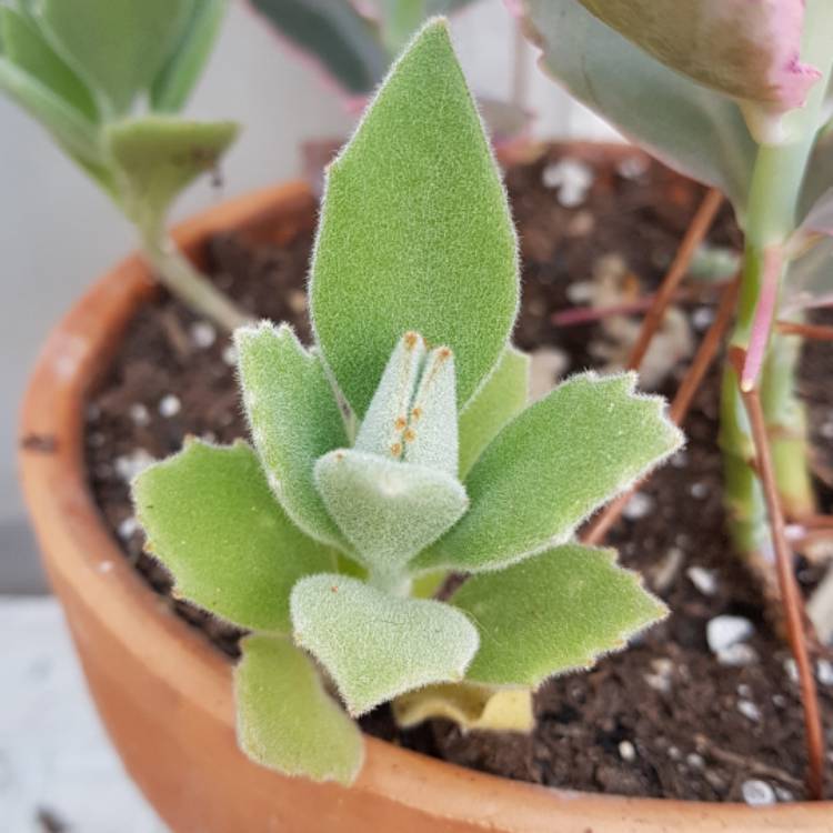 plant image 857966 plant image 857966
