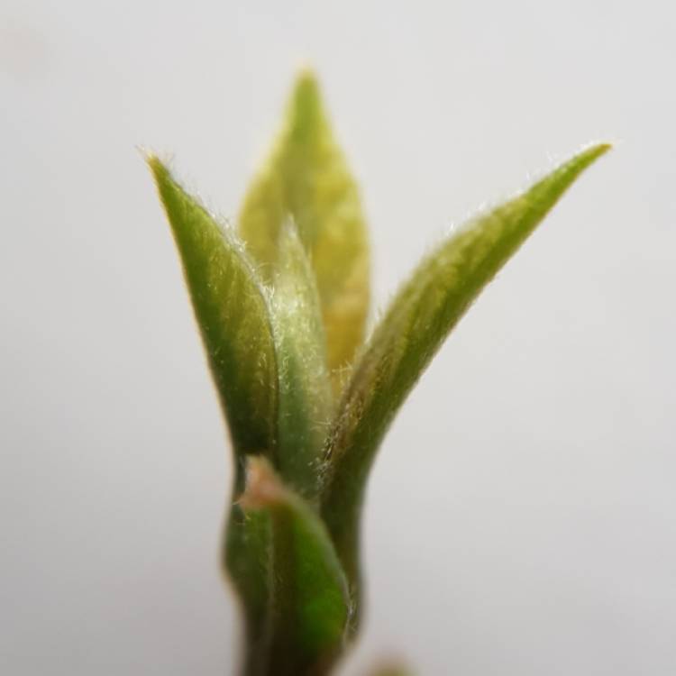 plant image 902176 plant image 902176