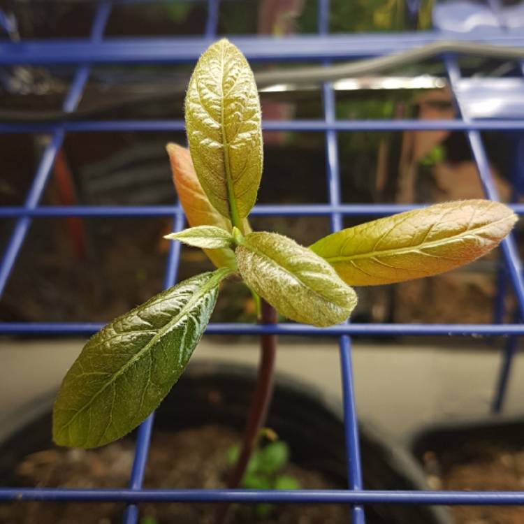 Plant image Persea americana  syn. Persea gratissima
