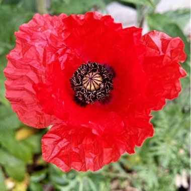 Papaver rhoeas