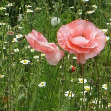 Papaver rhoeas