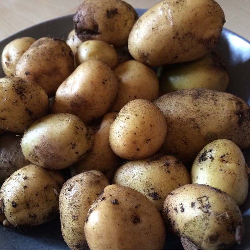 Plant image Solanum tuberosum 'Rocket'