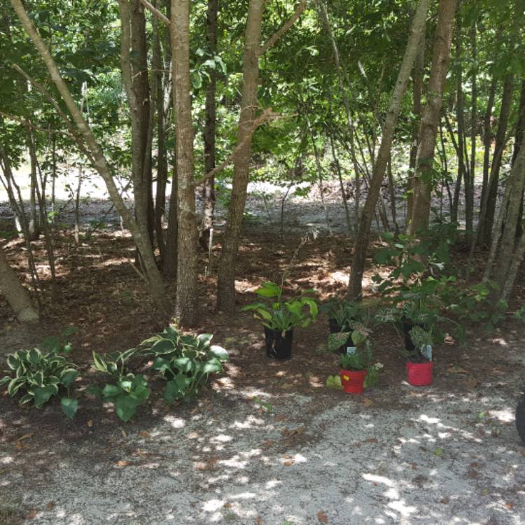 plant image 487358