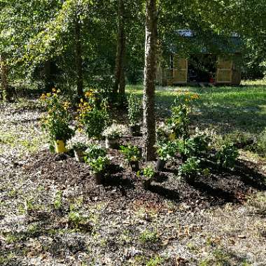 Nancy's garden