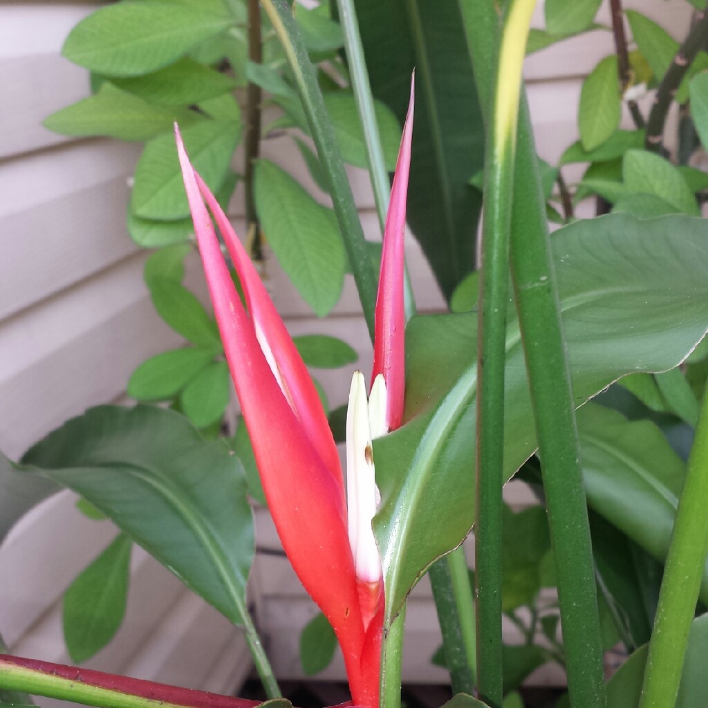 plant image 46977