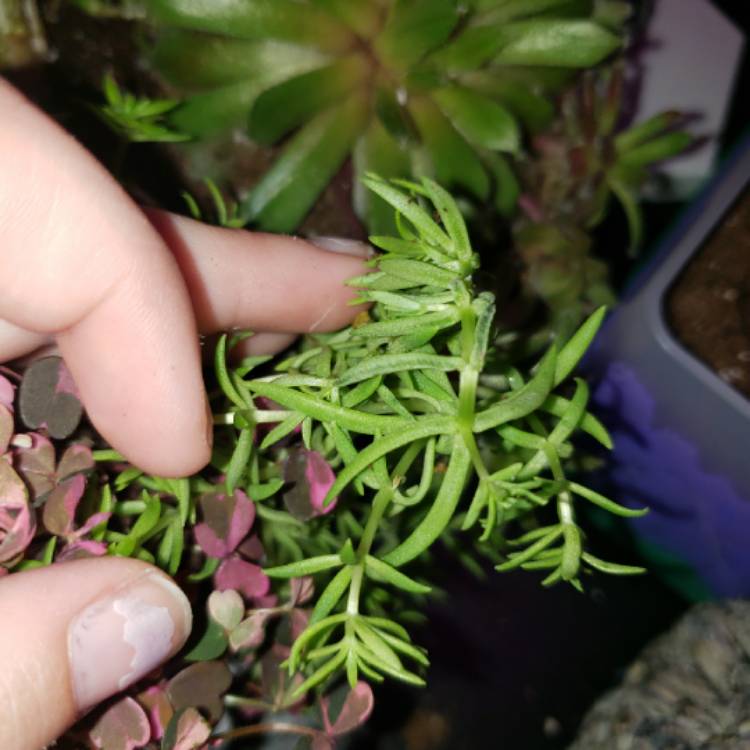 Plant image Portulaca grandiflora 'Pink'