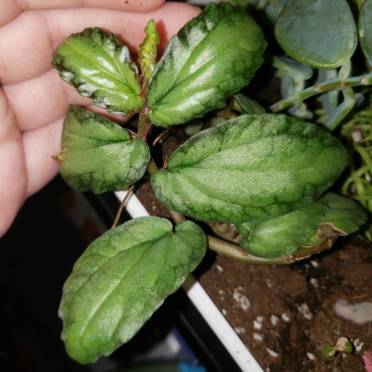 Plant image Pellionia Repens