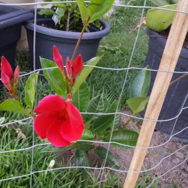 Mandevilla 'Sunmandecrim' syn. Mandevilla 'Sun Parasol Crimson', Mandevilla 'Sundaville Red'