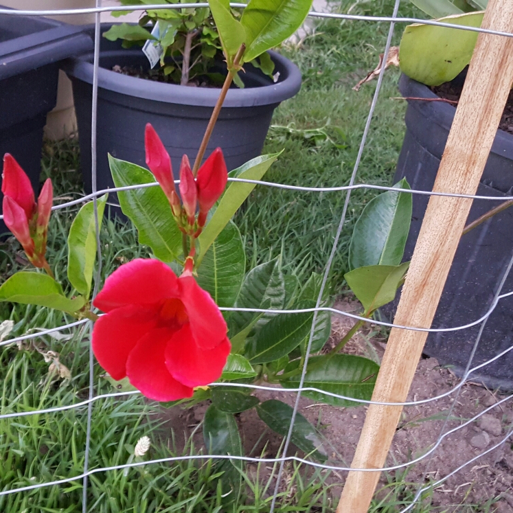 Plant image Mandevilla 'Sunmandecrim' syn. Mandevilla 'Sun Parasol Crimson', Mandevilla 'Sundaville Red'