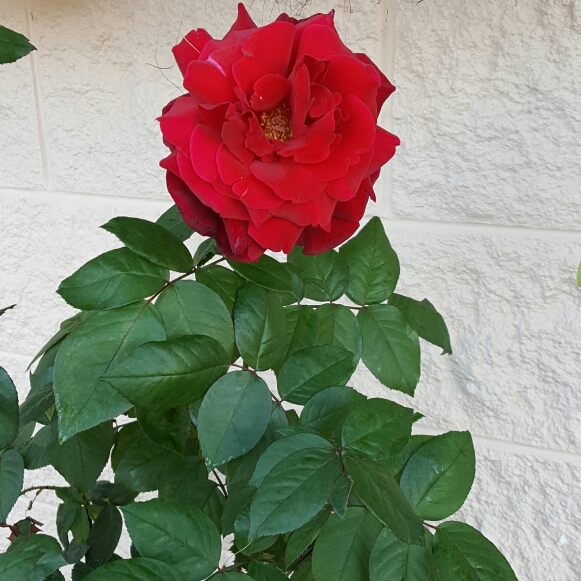 plant image 253676