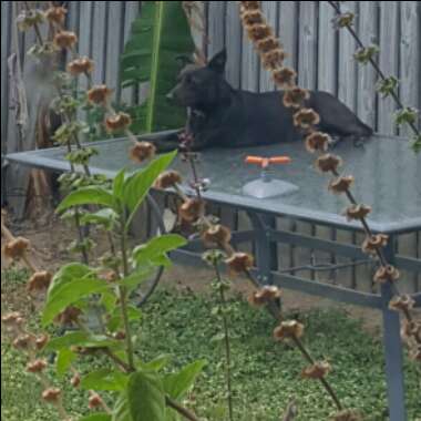 Sarah's garden