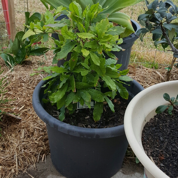 plant image 261062