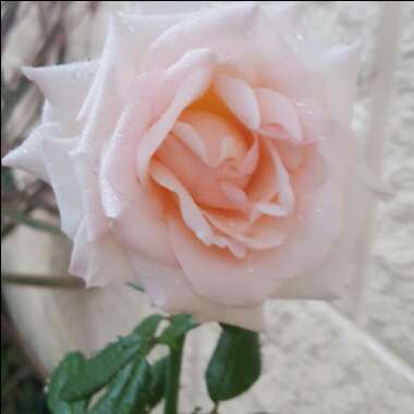 Rose 'Mothers Love'