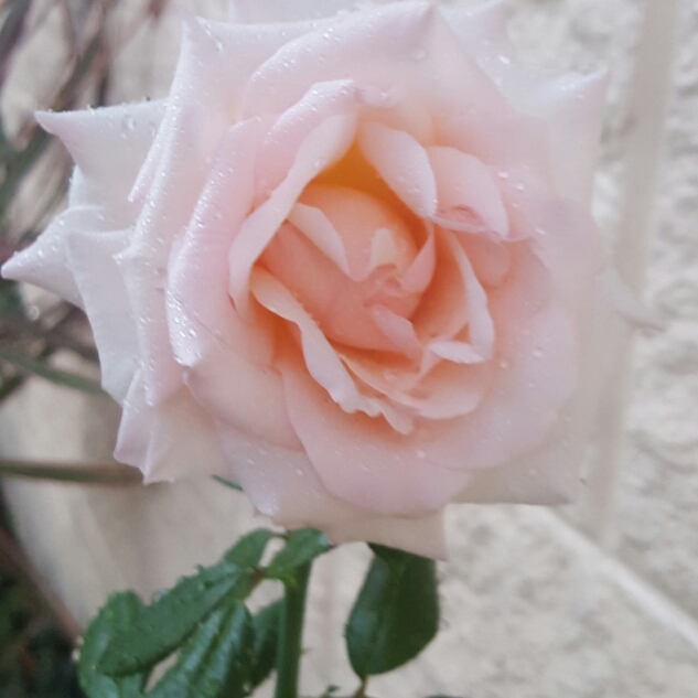 Plant image Rosa 'Mothers Love'