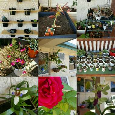 Sarah's garden
